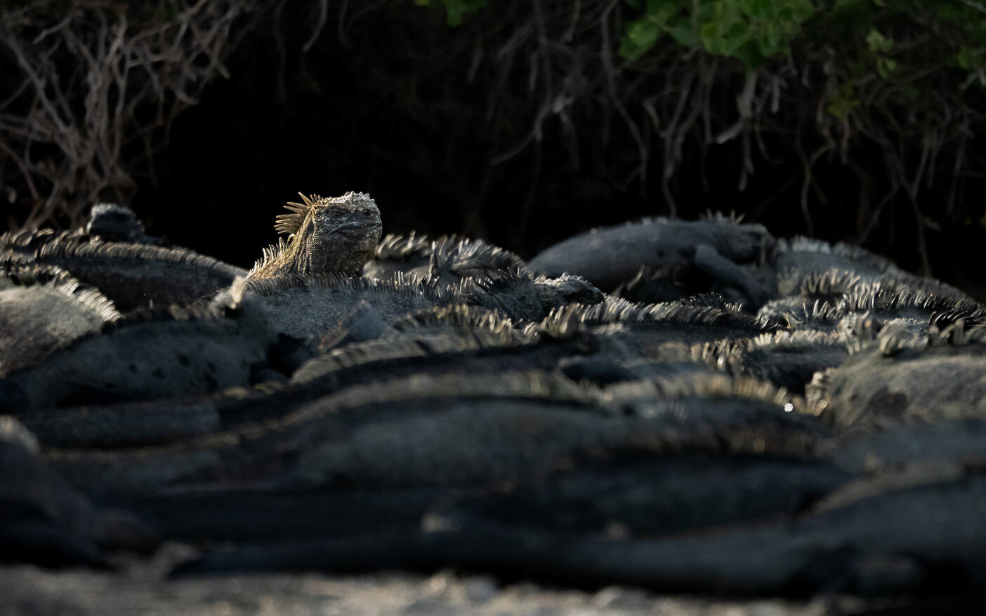 Galápagos Marine Iguana, Fernandina Island, Galápagos