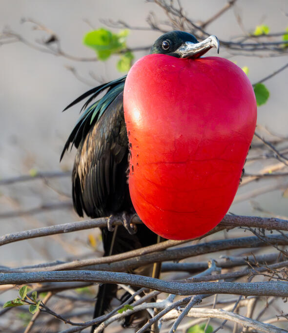 Magnificent Frigate Bird, North Seymour Island, Galápagos