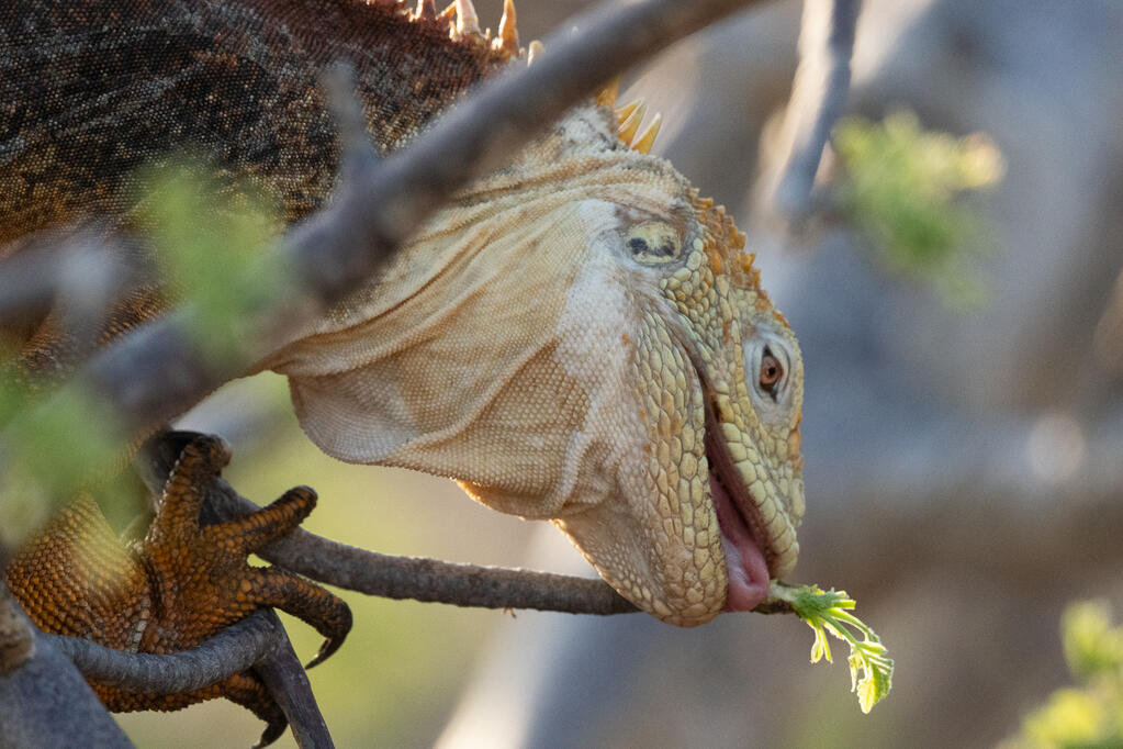 Galápagos Land Iguana, North Seymour Island, Galápagos