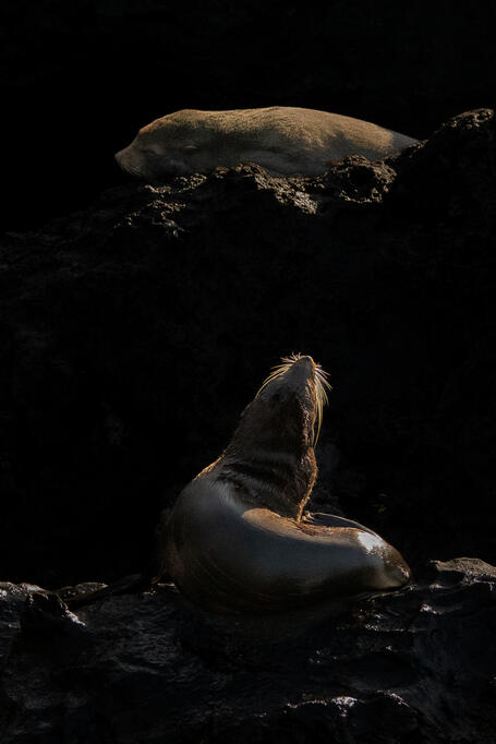 Galápagos Fur Seal, Isabela Island, Galápagos
