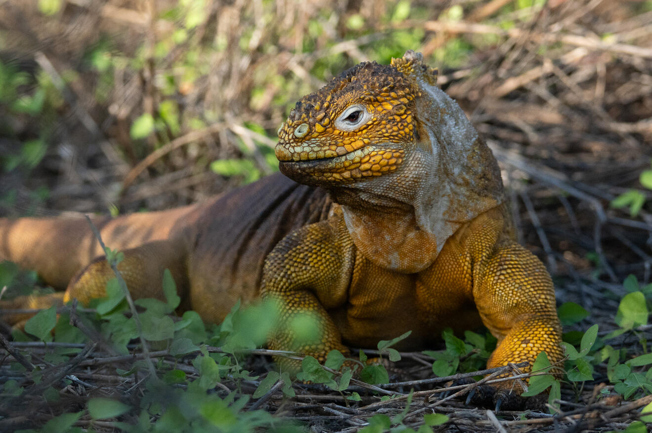 Galápagos Land iguana - Santa Cruz Island, Galápagos