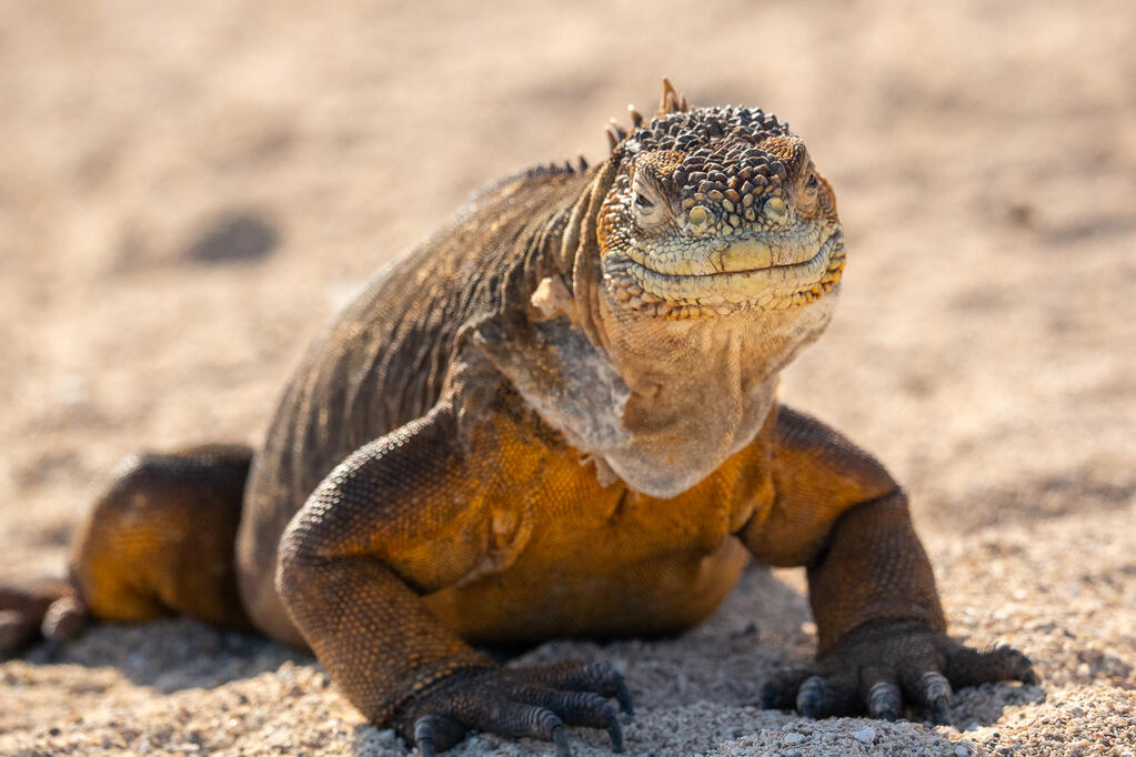 Galápagos Land iguana - North Seymour Island, Galápagos
