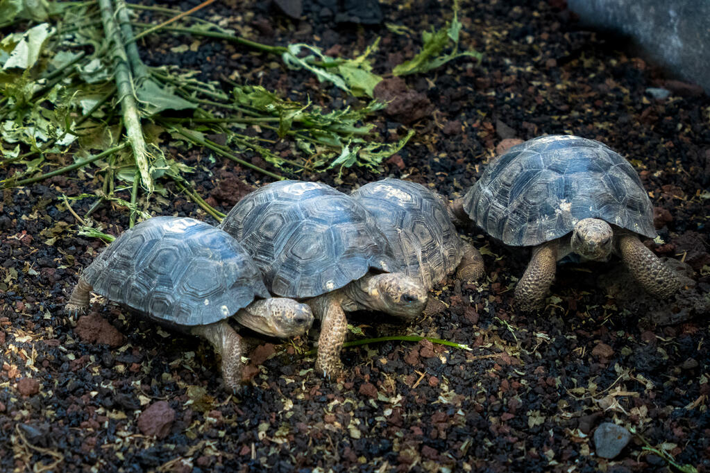 Baby Galápagos Giant Tortoises, Santa Cruz Island, Galápagos