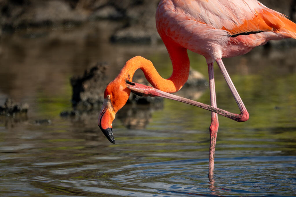 Galápagos Flamingo, Santa Cruz Island, Galápagos