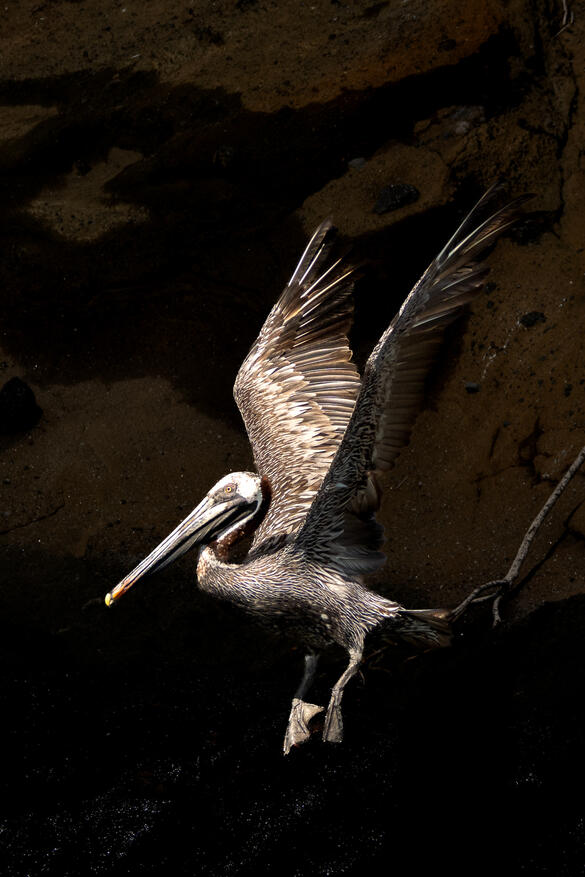 Brown Pelican, Pelecanus occidentalis urinator, subspecies endemic to Galápagos
