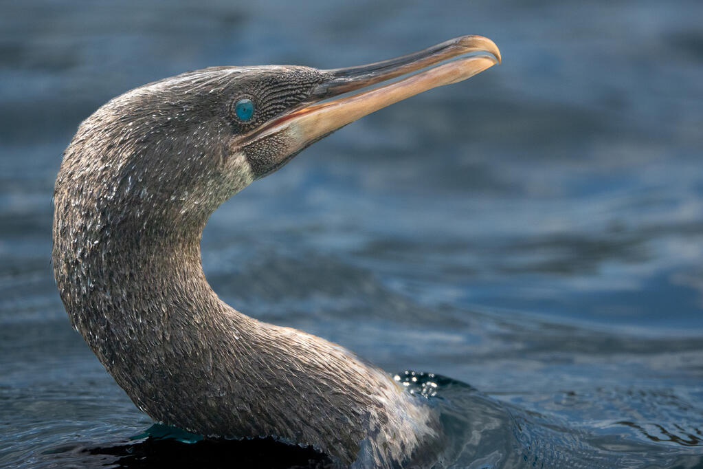 Flightless Cormorant - Fernandina Island, Galápagos