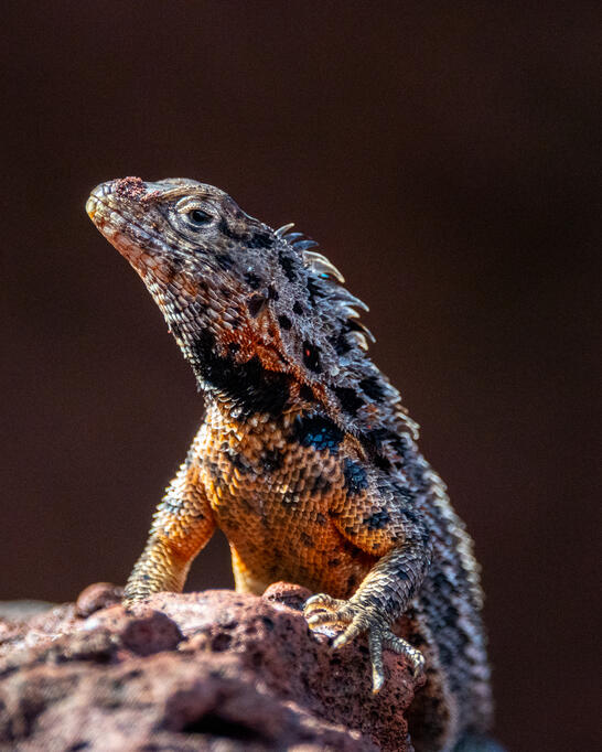 Galápagos Laza Lizard, Santiago Island, Galápagos