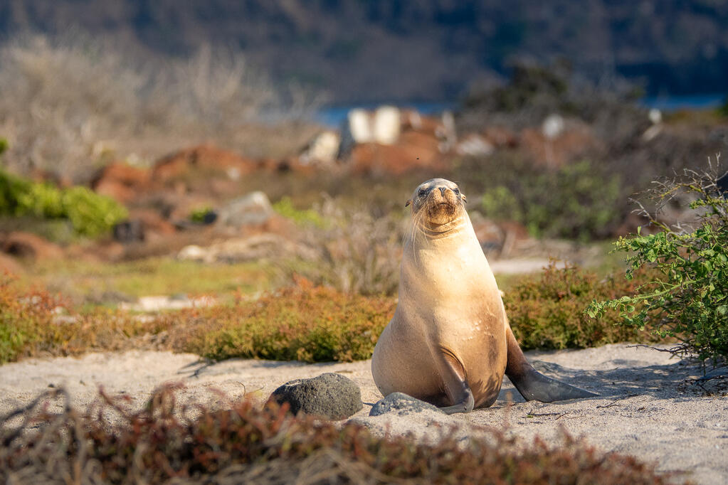 Galápagos Sea Lion, North Seymour Island, Galápagos