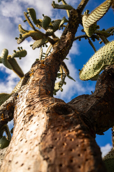 Galápagos Opuntia Cactus, Santa Cruz Island, Galápagos