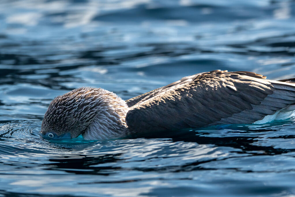Blue-Footed Booby, Isabela Island, Galápagos