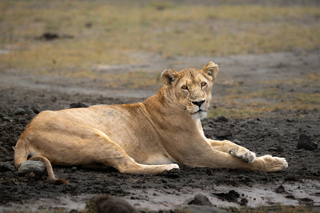 Ngorongoro Crater, Tanzania