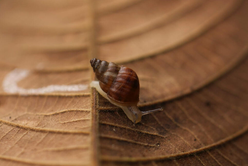 Small Creatures (mostly snails)
