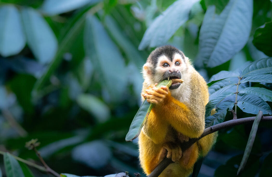 Costa Rica's South Pacific Region