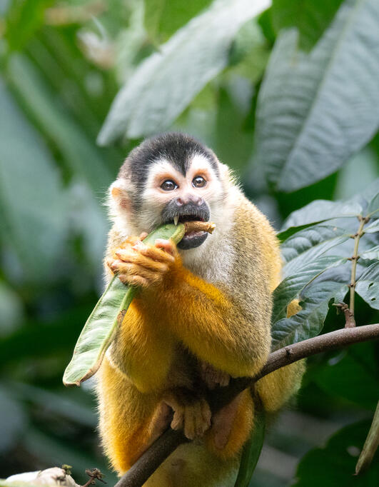 Costa Rica's South Pacific Region