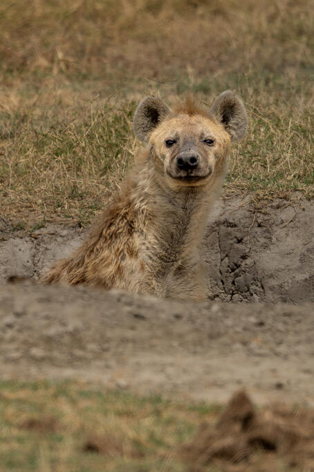 Spotted hyena