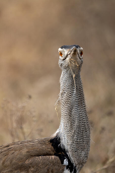 Kori bustard