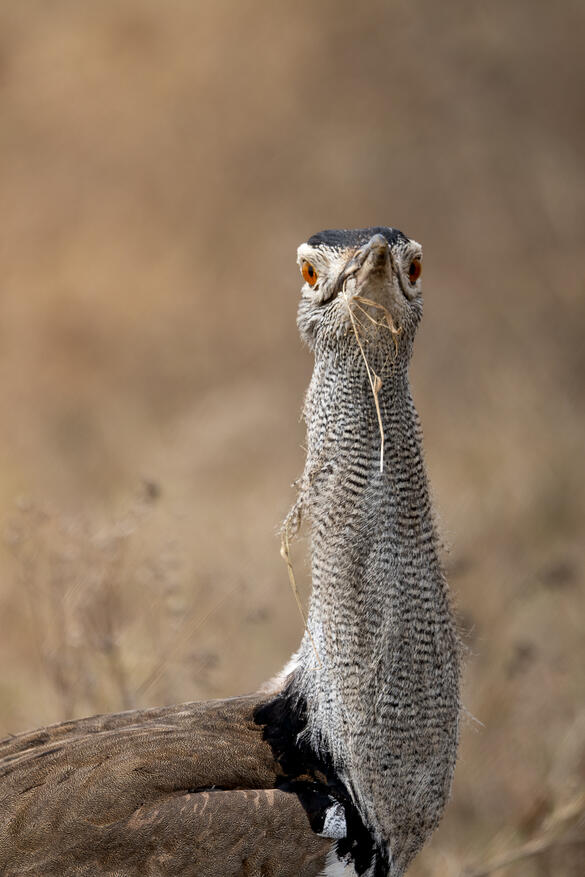 Kori bustard