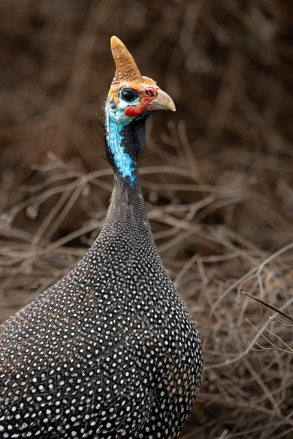 Guinea fowl