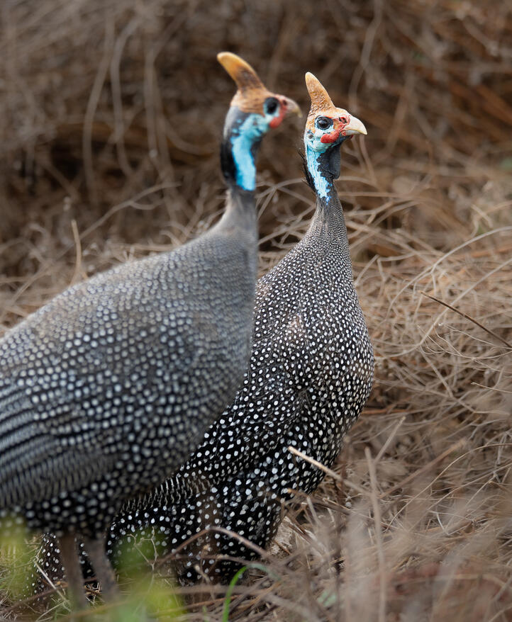 Guinea fowls