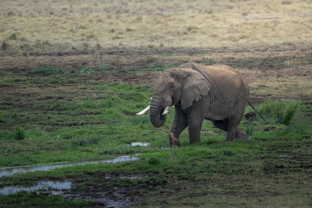 Elephant