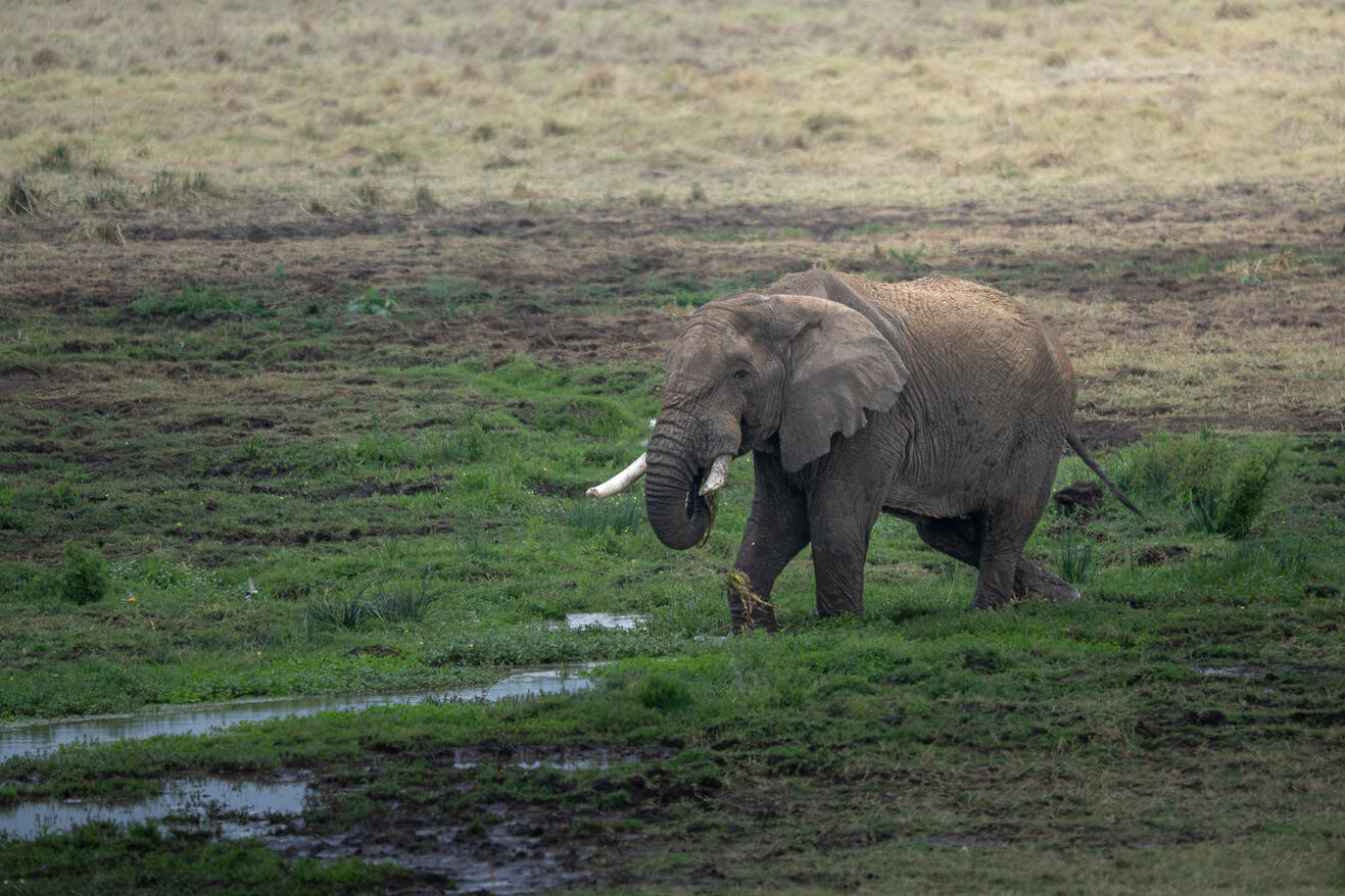 Elephant
