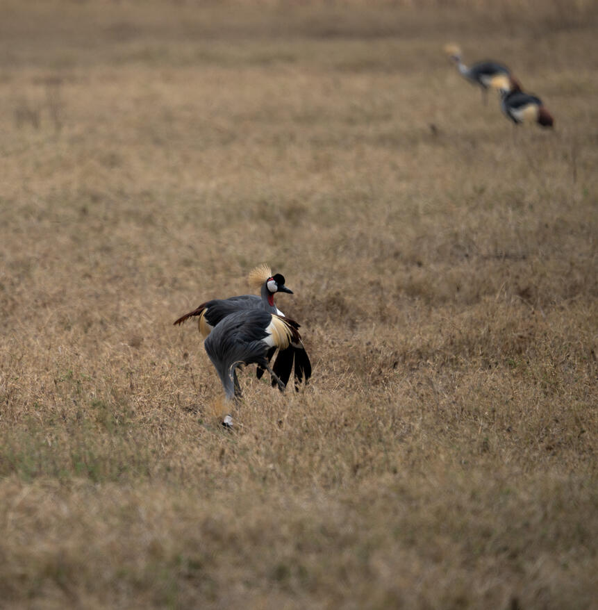 Crowned cranes