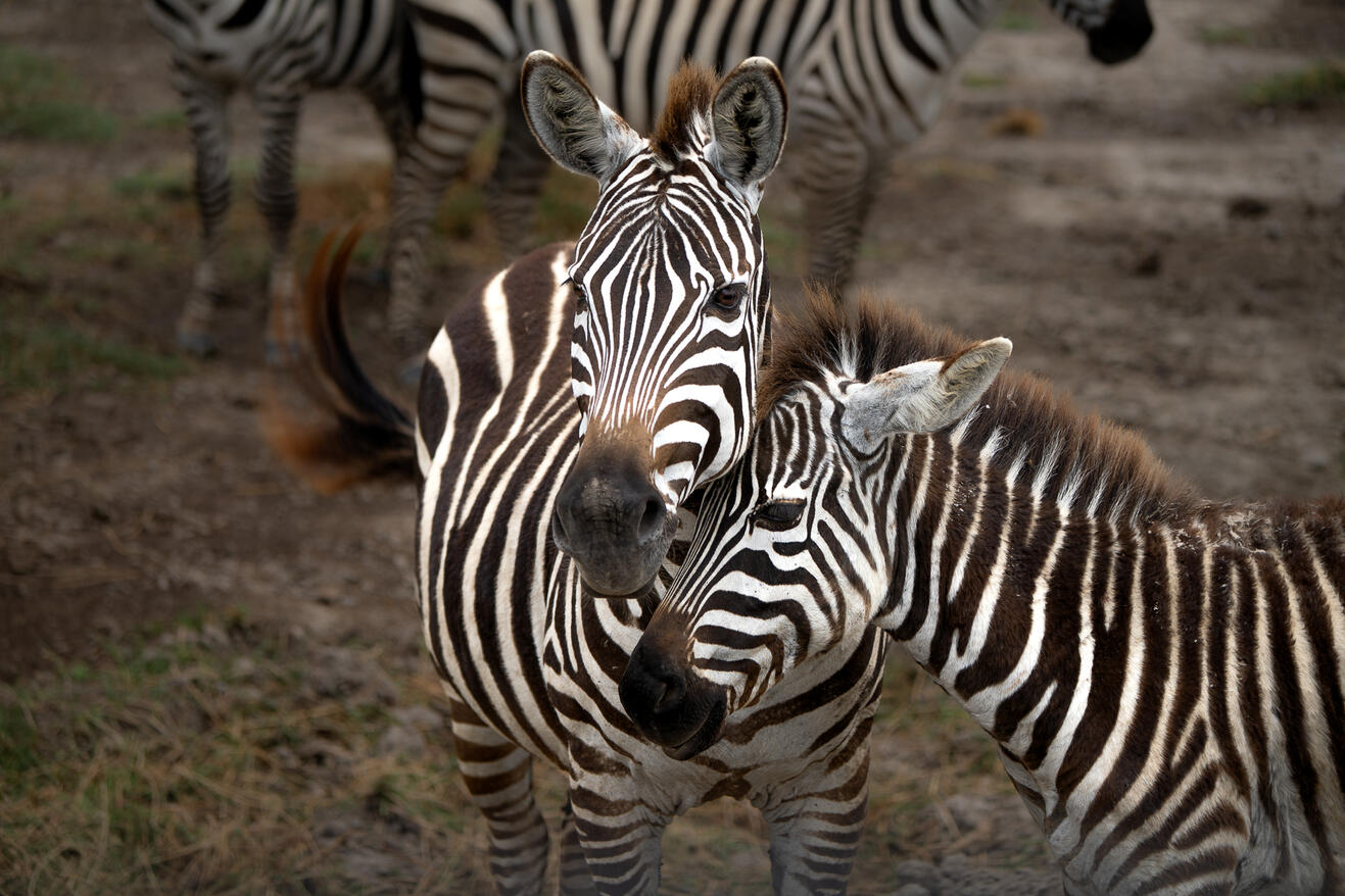 Zebras