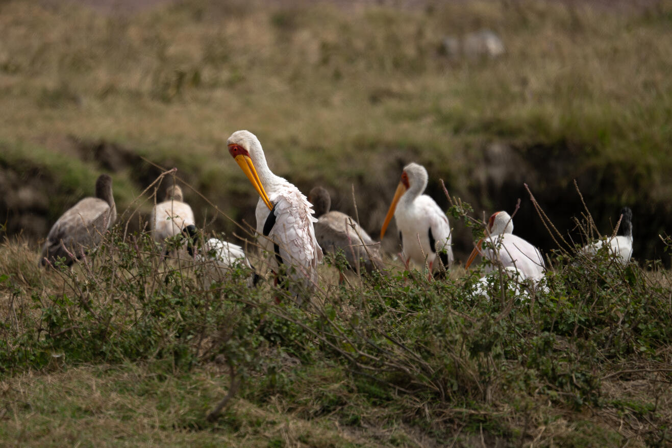Yellow-billed stork