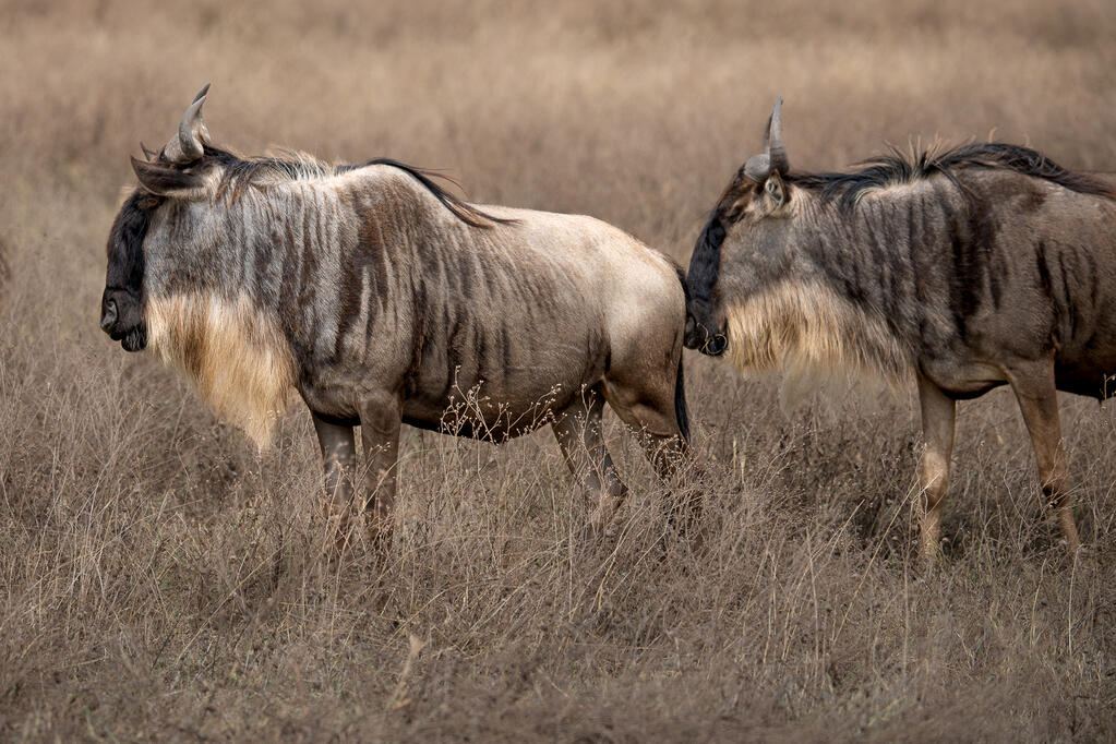 Wildebeest