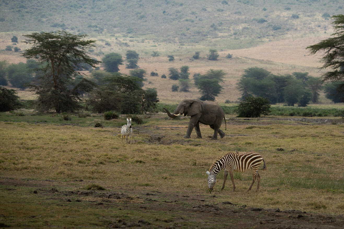 Elephant & zebras