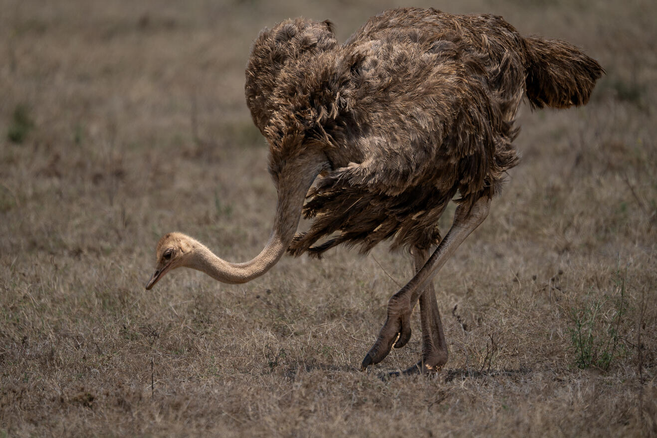 Masai ostrich