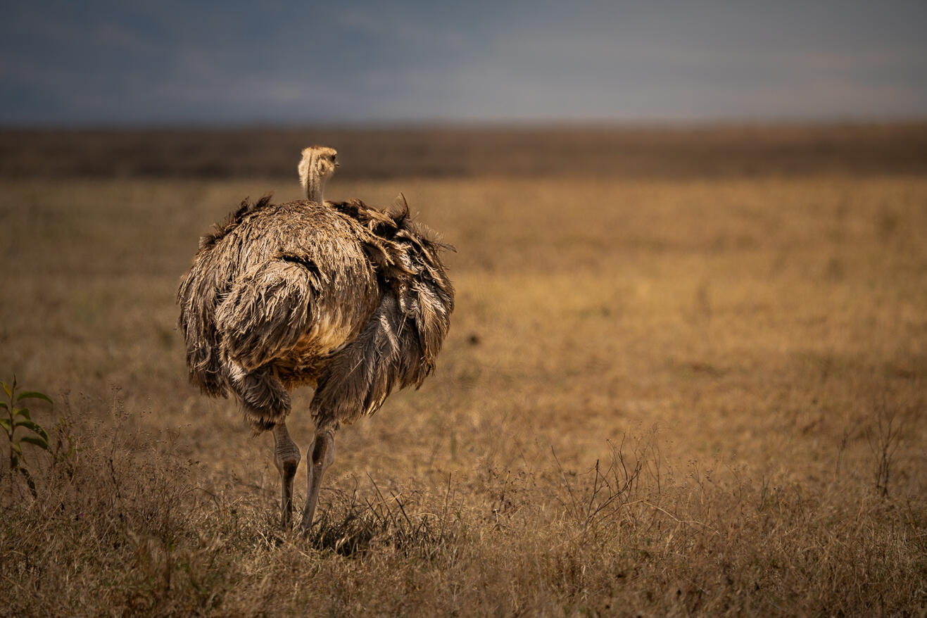 Masai ostrich