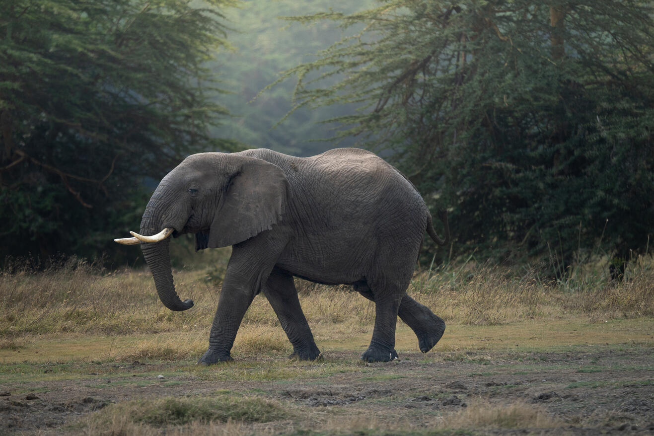 Elephant