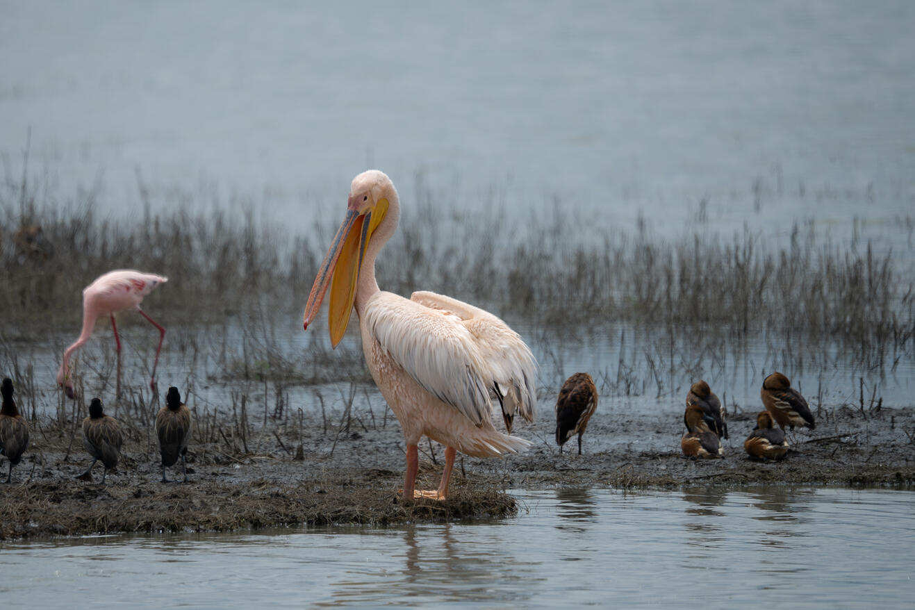 Great white pelican