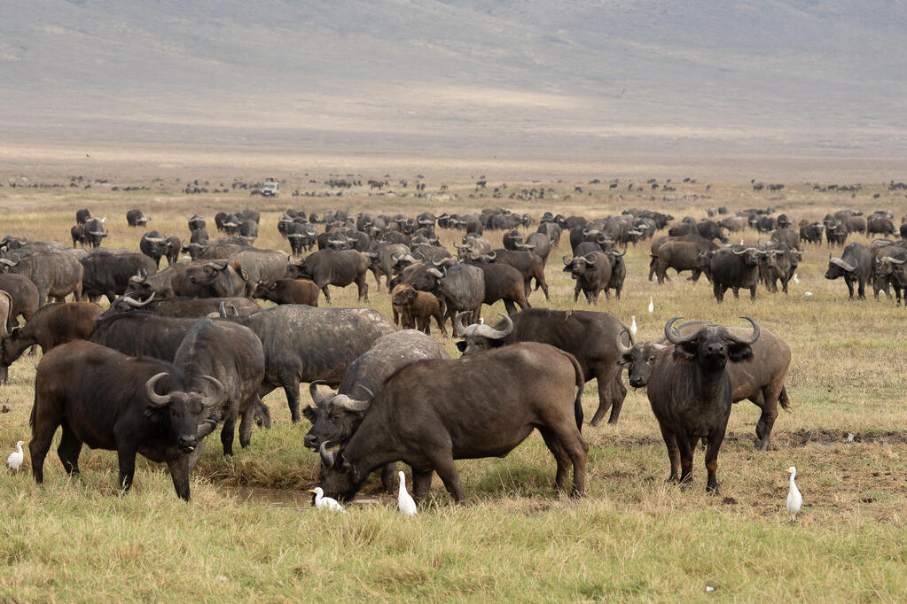 African buffalos
