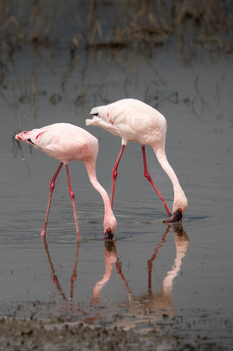 Lesser flamingo
