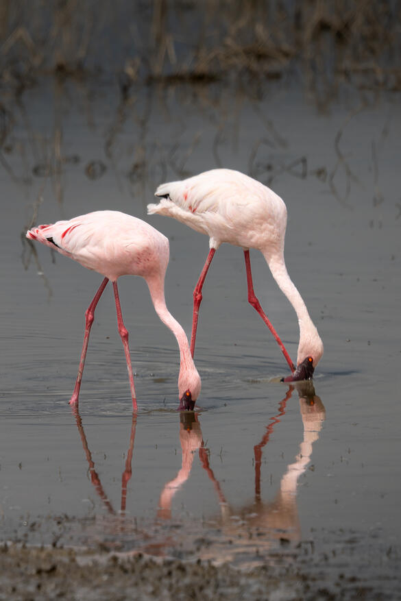 Lesser flamingo