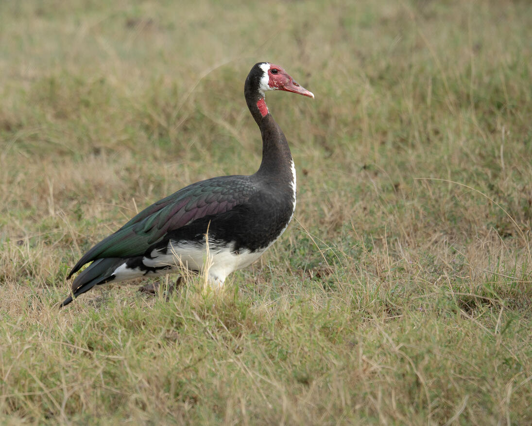 Spur-winged goose