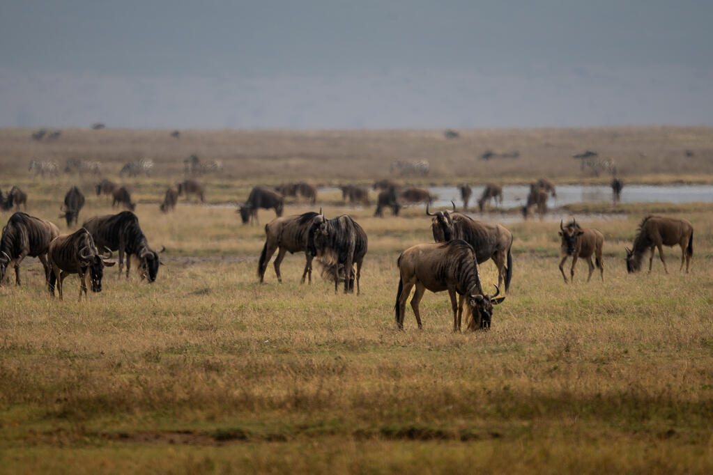 Wildebeest