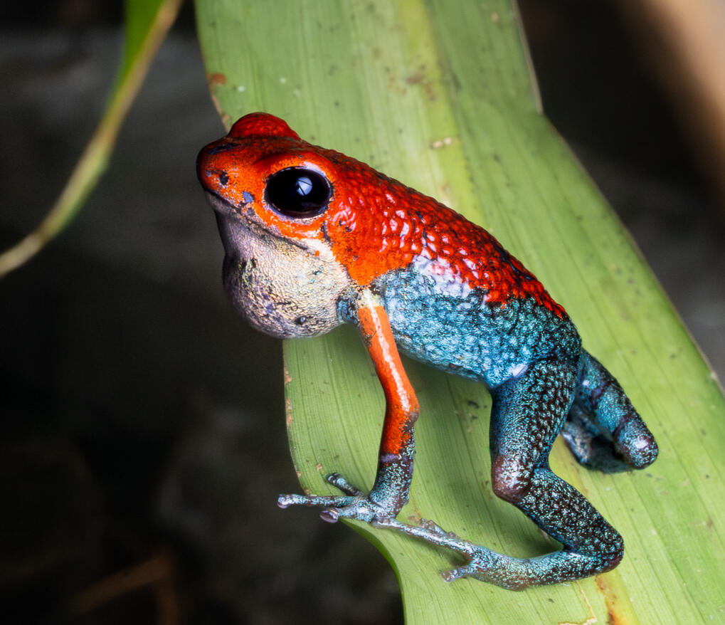 Granular poison frog, Oophaga granulifera