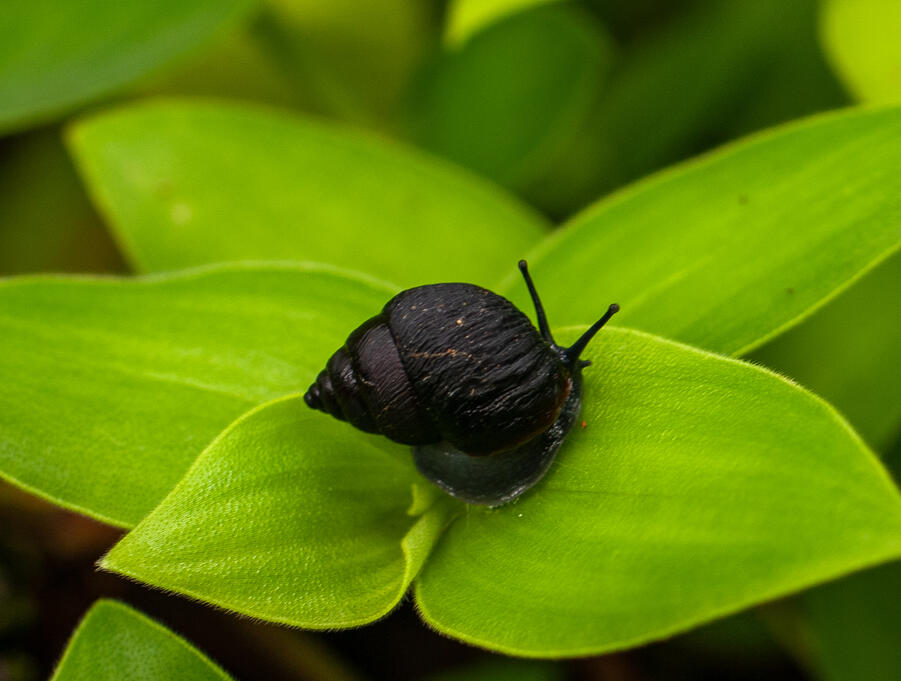 Naesiotus ochsneri, Santa Cruz Island, Galápagos