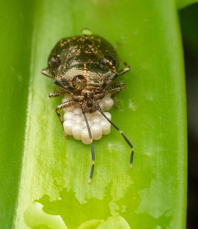 Maternal care in shield-backed bug (family Scutelleridae), Ojochal Costa Rica