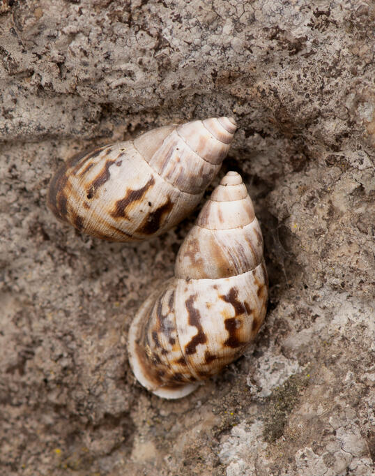 Scutalus versicolor (Peru)