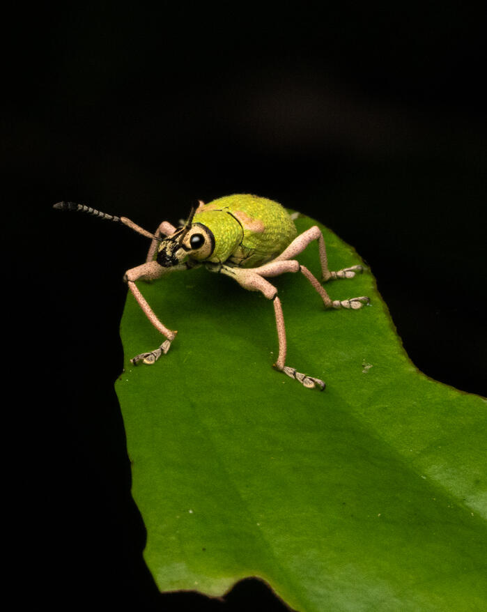 Broad-nosed weevil, Exophthalmus carneipes