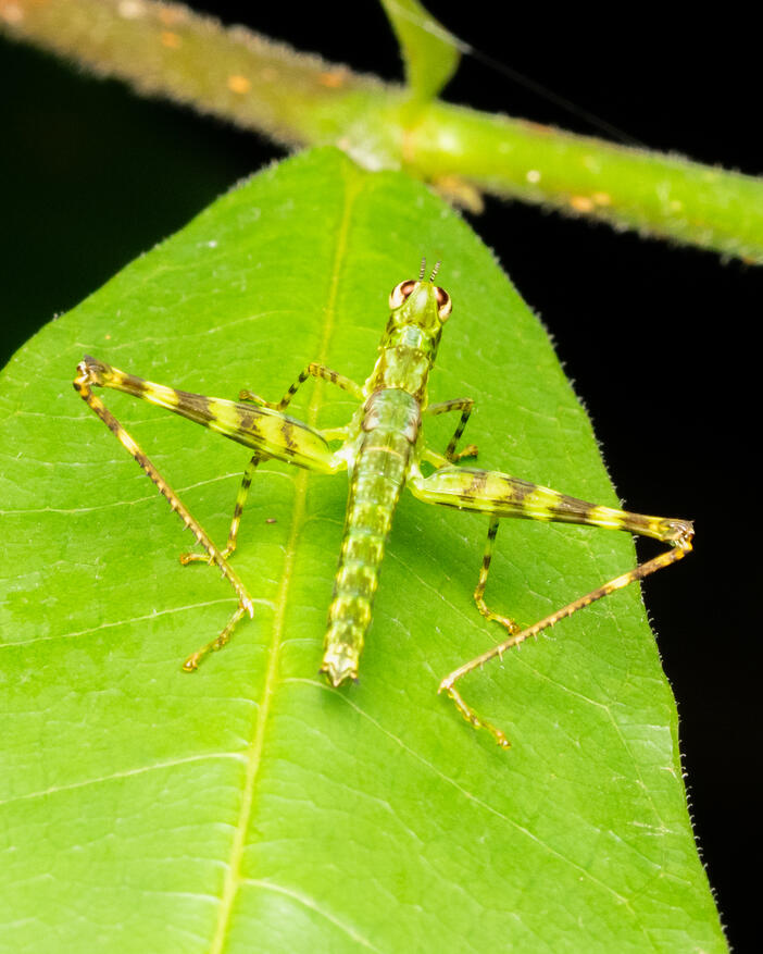 Grasshopper nymph, Acrididae, maybe Gomphocerinae