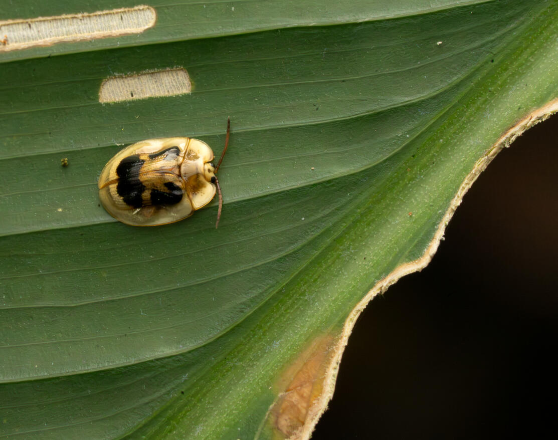 Tortoise beetle (subfamily Cassidinae), Ojochal Costa Rica