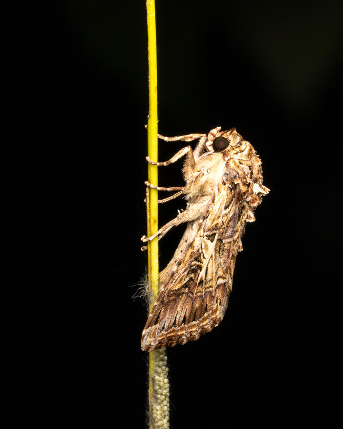 Moth laying eggs (superfamily Noctuoidea), Ojochal Costa Rica