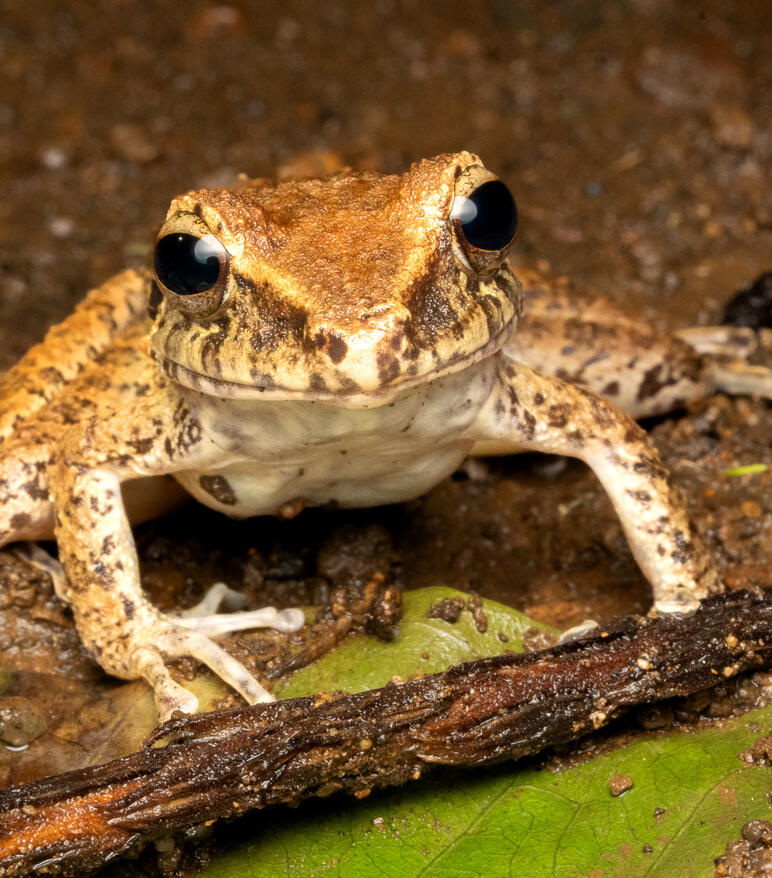 Smoky jungle frog, Leptodactylus savagei