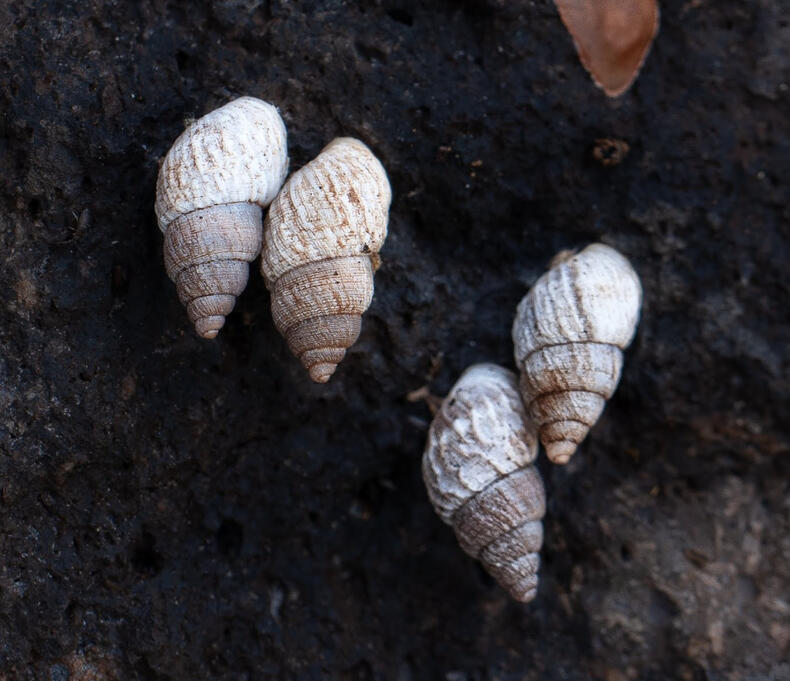 Naesiotus rabidensis, Rábida Island, Galápagos
