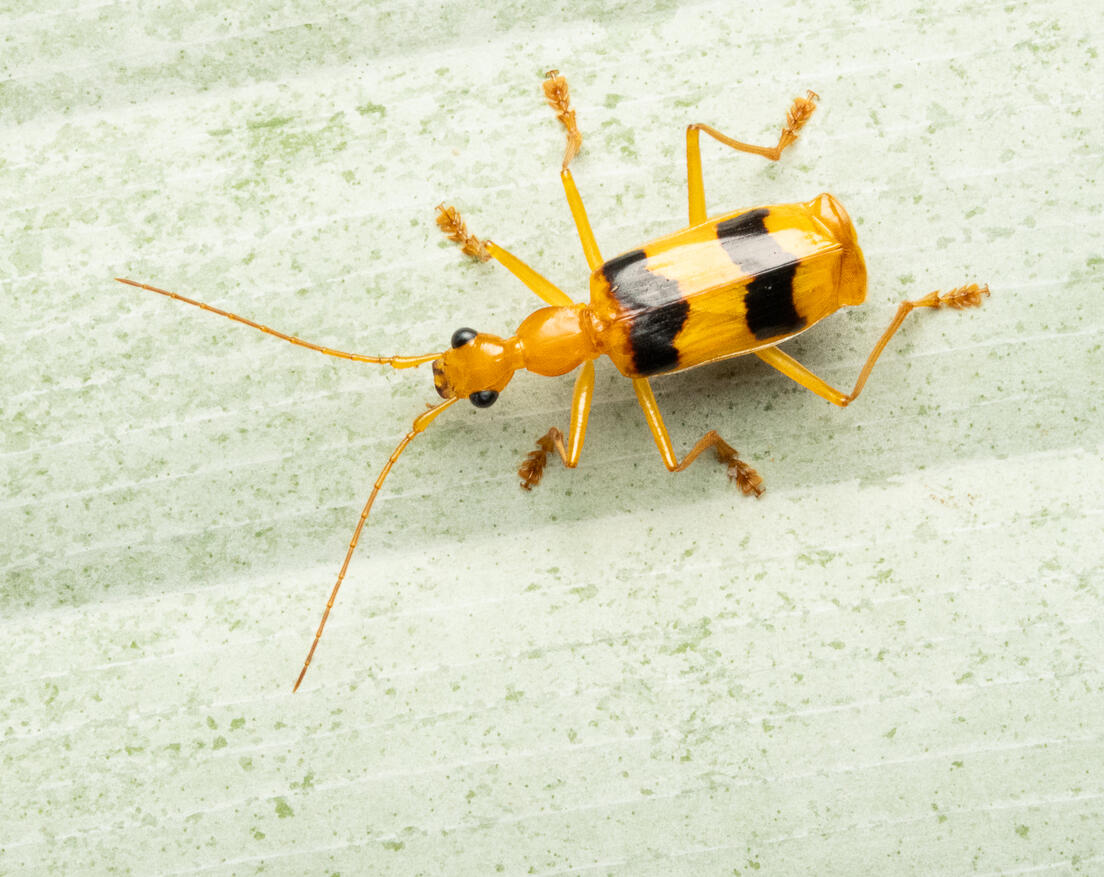 Soldier beetle, Chauliognathus sp.